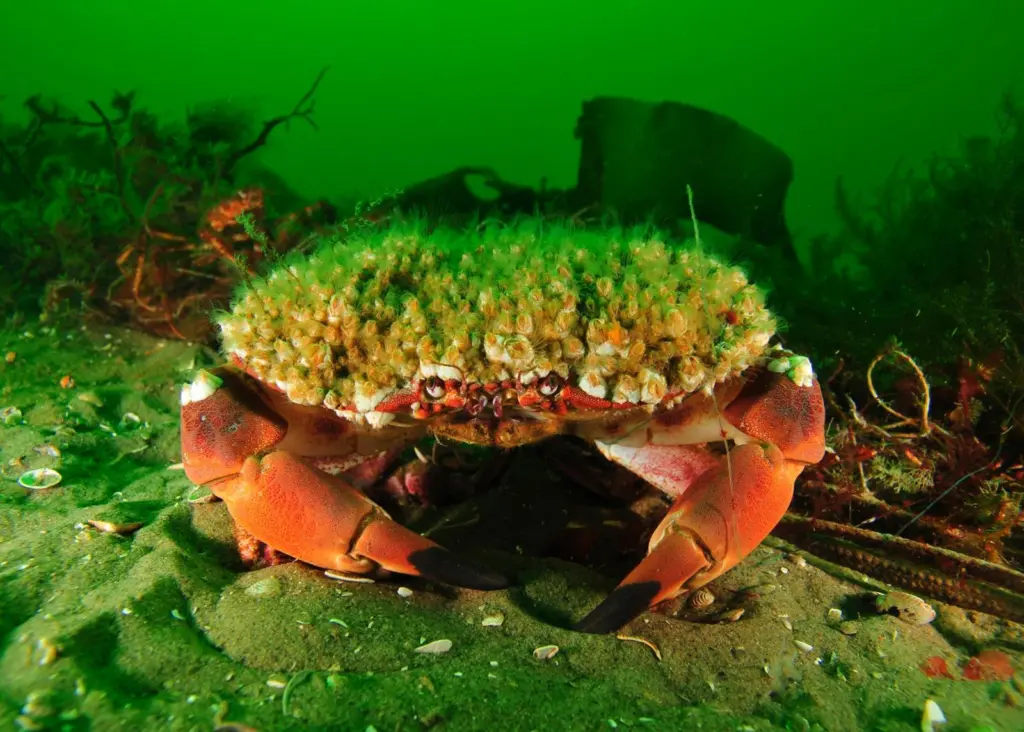 The NGOs are calling for protection for declining species like the Cancer pagurus crab