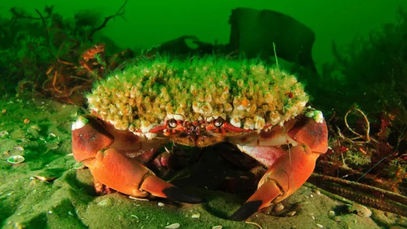The NGOs are calling for protection for declining species like the Cancer pagurus crab