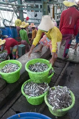 Drop net catch