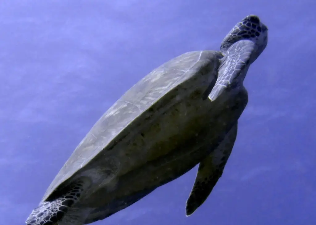 WWF is calling for protection of marine life of the Great Barrier Reef. Photo: Pete Faulkner/Mission:awareness/Marine Photobank