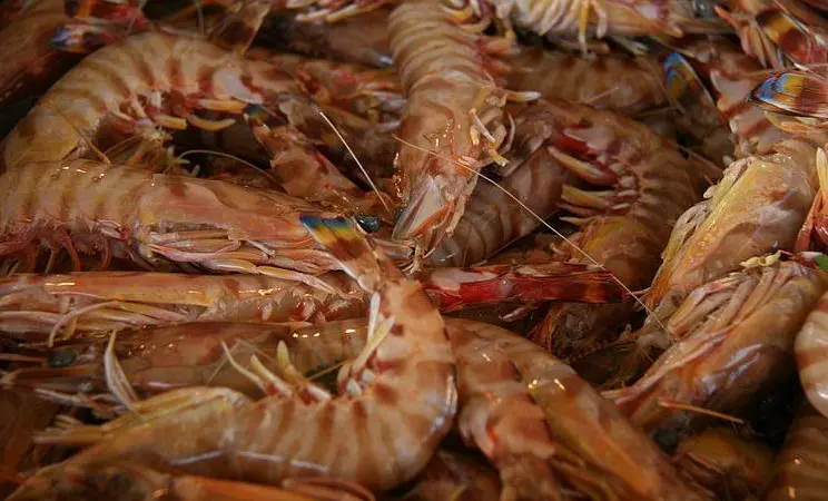 NPF-caught prawns, including the brown tiger prawn (pictured), will now be MSC certified. Credit: Tamorlan, CC BY 3.0