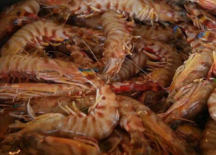 NPF-caught prawns, including the brown tiger prawn (pictured), will now be MSC certified. Credit: Tamorlan, CC BY 3.0