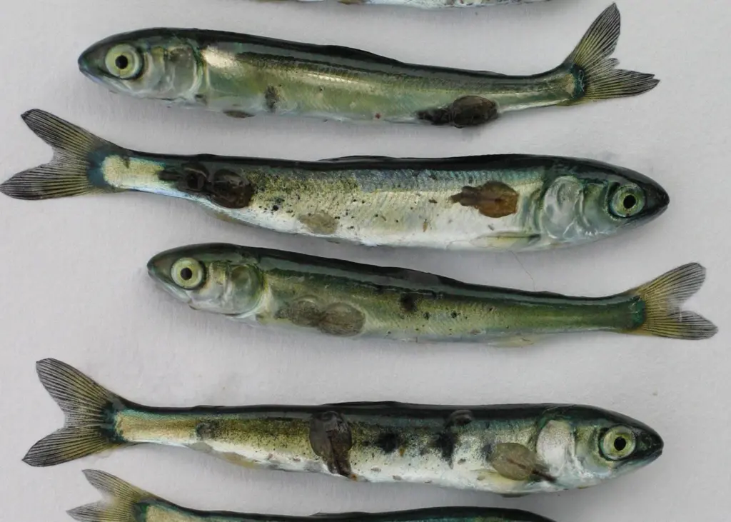 39% of salmon in the northeast Atlantic are killed by sea lice. Photo: Alex Morton/Marine Photobank