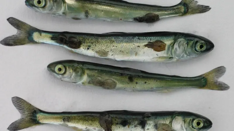 39% of salmon in the northeast Atlantic are killed by sea lice. Photo: Alex Morton/Marine Photobank