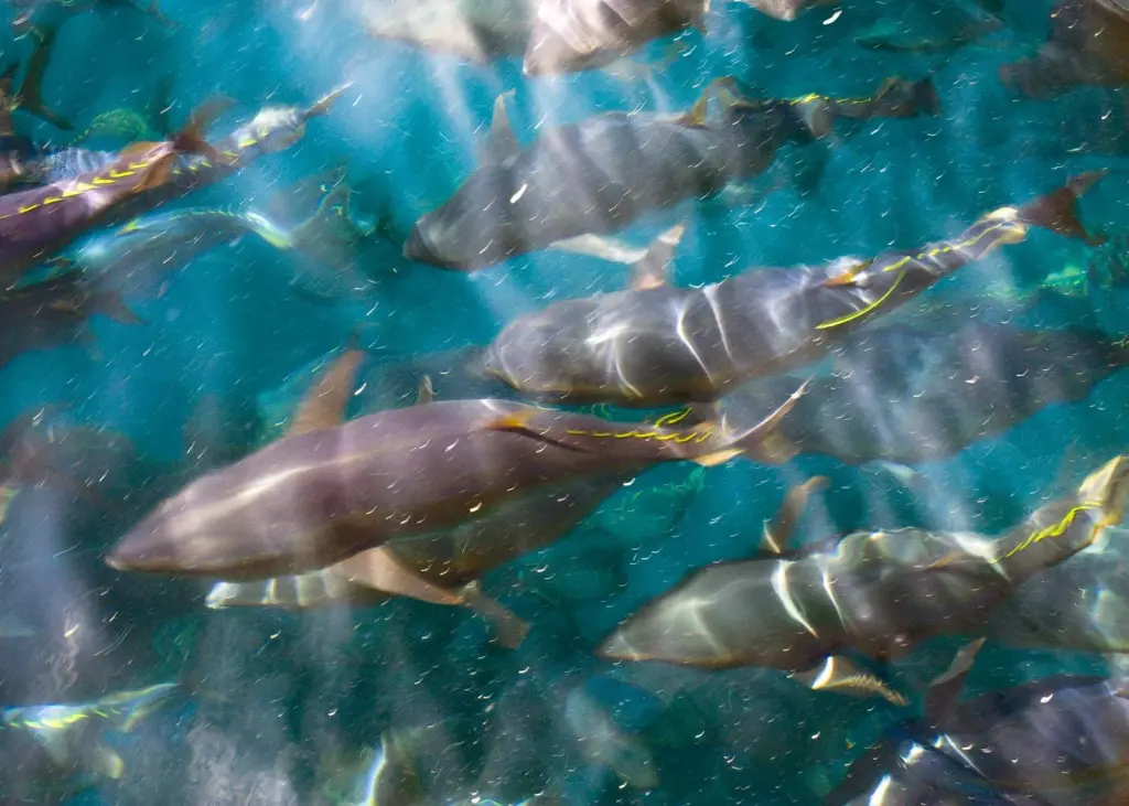 Atlantic bluefin tuna stocks are beginning to make a recovery