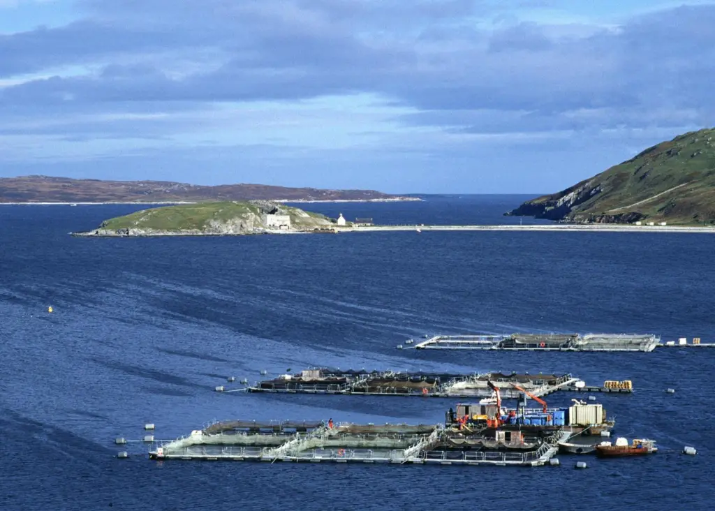 The IFI is concerned over the impact of the proposed salmon farm on wild salmon and sea trout stocks. Photo: Salmon Farm Protest Group/Marine Photobank