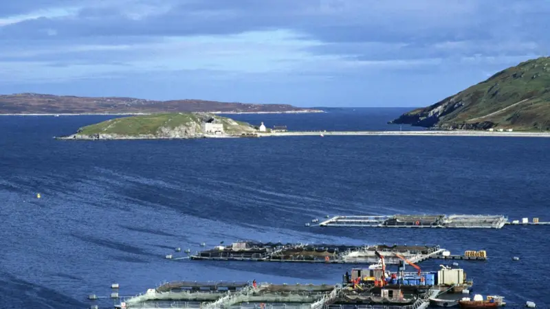 The IFI is concerned over the impact of the proposed salmon farm on wild salmon and sea trout stocks. Photo: Salmon Farm Protest Group/Marine Photobank