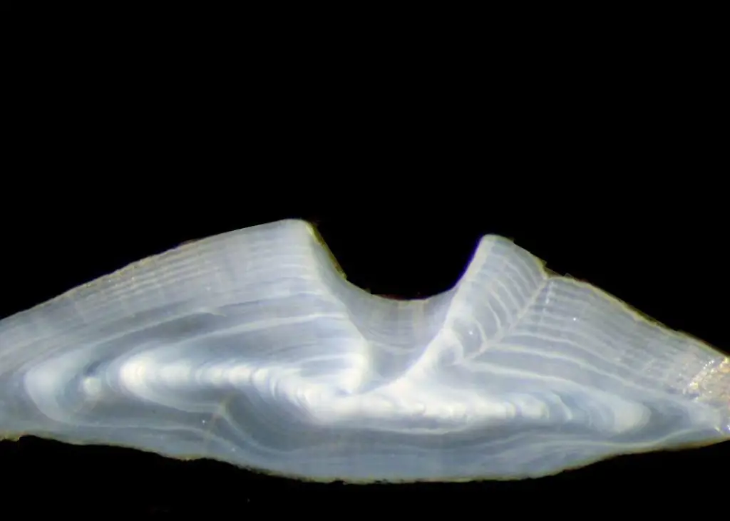 Magnified thin section taken from the otolith of an eight year old golden perch caught in Lake Eppalock