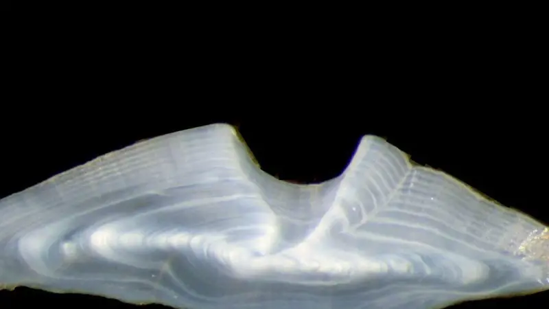 Magnified thin section taken from the otolith of an eight year old golden perch caught in Lake Eppalock