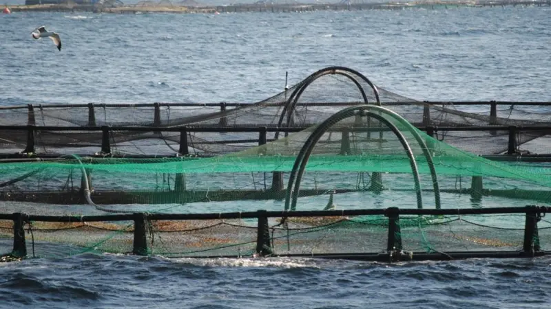 Participants had the opportunity to visit the CAMLI-PINAR fish farm