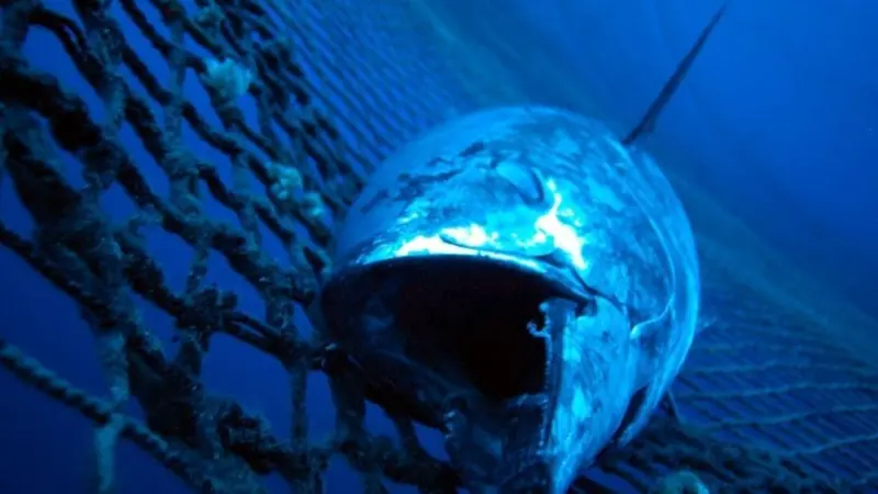 The limits will help to stop overfishing of tuna in the Western and Central Pacific region. Photo: Marco Care/Marine Photobank