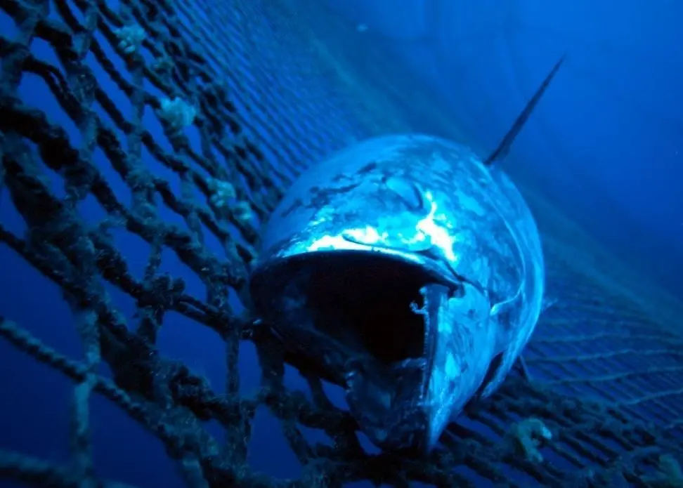 The limits will help to stop overfishing of tuna in the Western and Central Pacific region. Photo: Marco Care/Marine Photobank