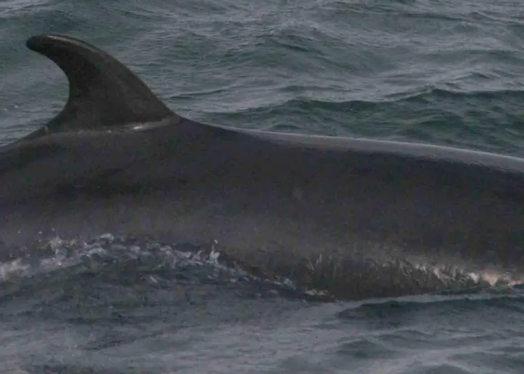 South Korea has abandoned its scientific whaling plans