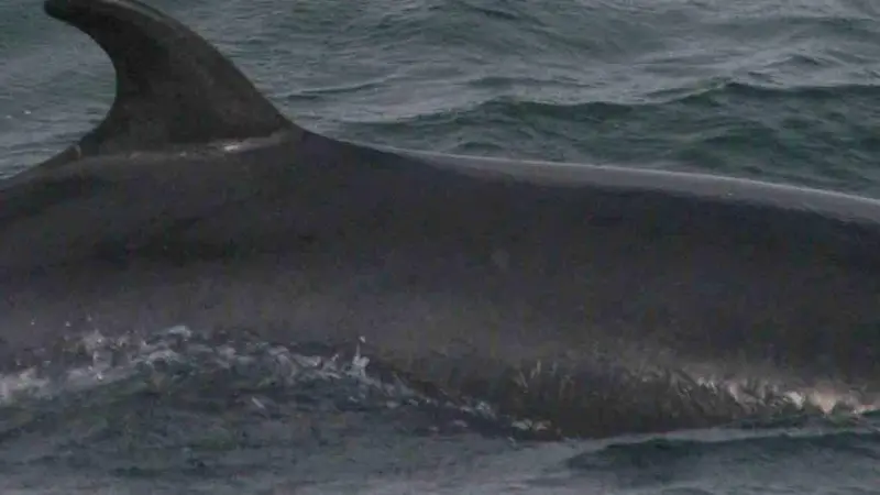 South Korea has abandoned its scientific whaling plans
