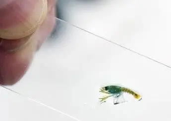 Lobster larvae are fastidious feeders – and cannibals. The biggest challenge facing researchers is to find the optimal first feed. Photo: Jan Ove Evjemo, SINTEF