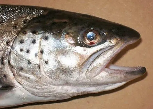 Mainstream's Pacific National Processing plant produces fresh, farmed Atlantic salmon. Photo: WDFW