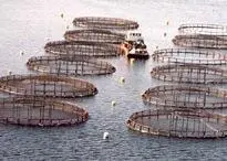 The new salmon farms mark another step in Nova Scotia's Aquaculture Strategy. Photo: Nova Scotia Fisheries and Aquaculture