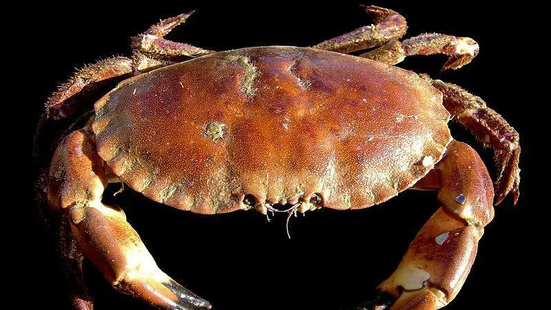 Brown crab. Credit: Hans Hillewaert, CC BY-SA 3.0