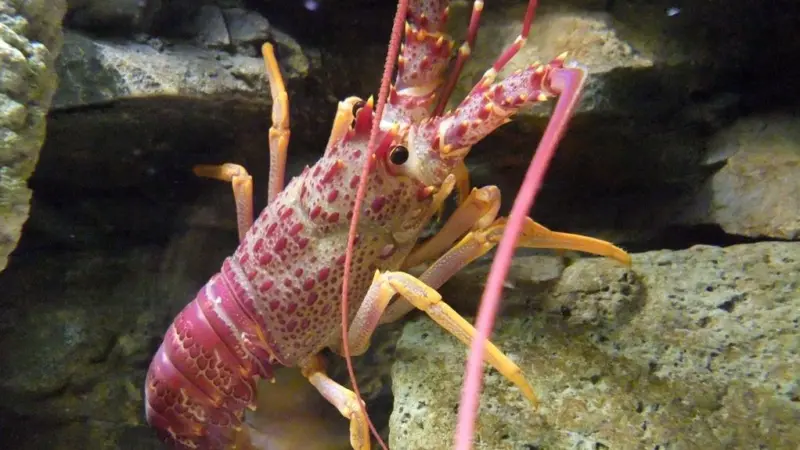 Rock lobster was the most valuable Australian fisheries export in 2010/2011. Photo: Stemonitis