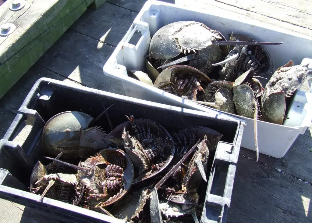 The horseshoe crab is playing a vital role in research at Boston University’s Woods Hole Marine Institute