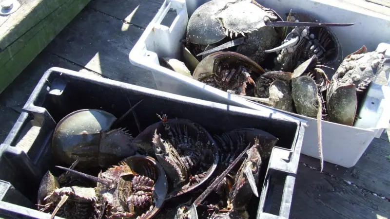The horseshoe crab is playing a vital role in research at Boston University’s Woods Hole Marine Institute