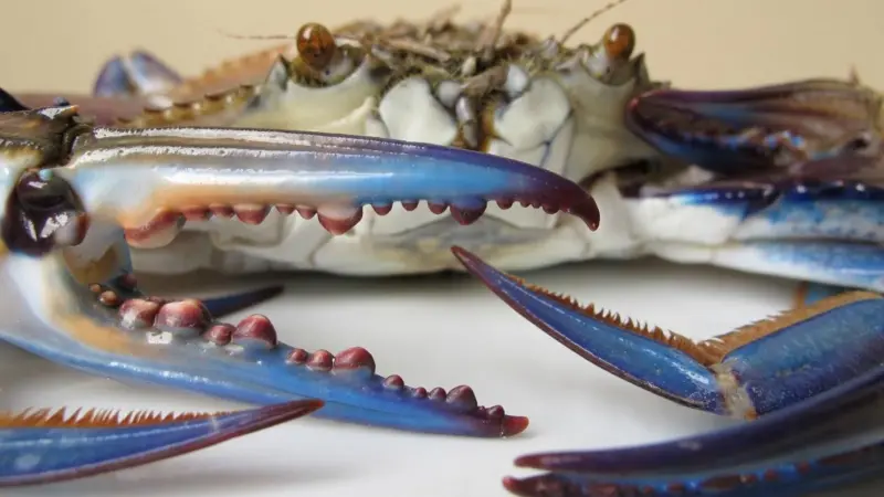The NFI Crab Council funds Blue Swimming Crab sustainability projects
