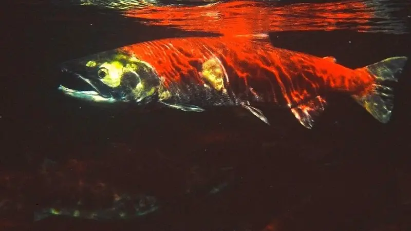 The fisheries harvest Canada's main commerical species sockeye salmon. Photo: Lloyd Guenther/Marine Photobank