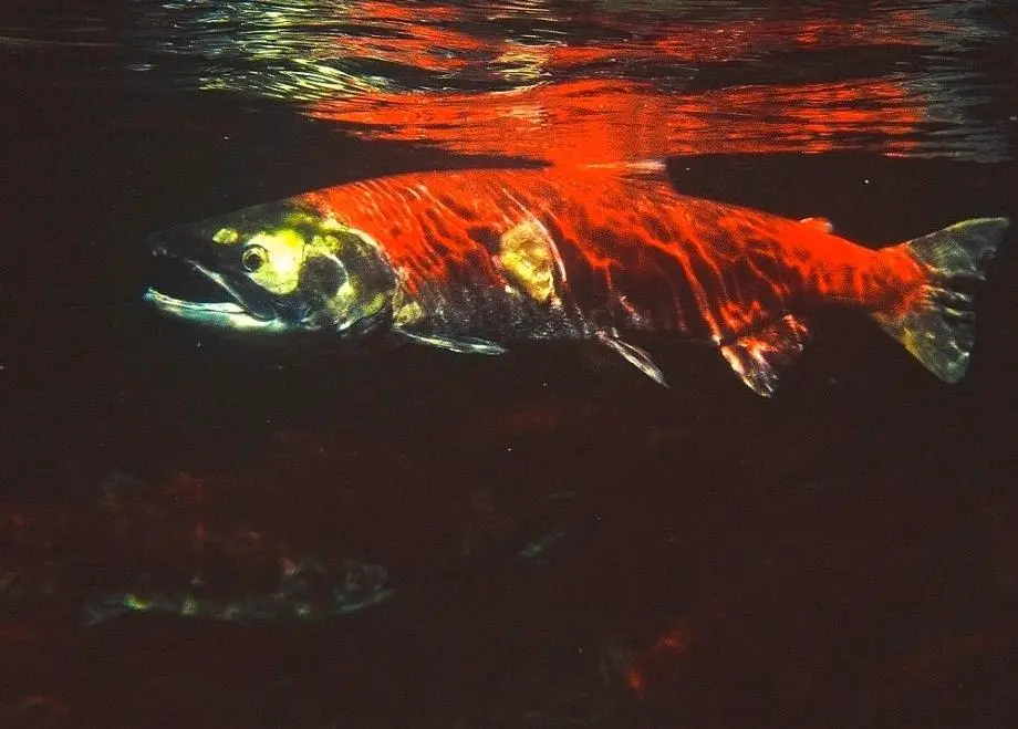 The fisheries harvest Canada's main commerical species sockeye salmon. Photo: Lloyd Guenther/Marine Photobank