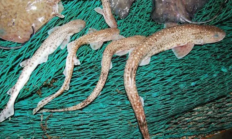 The small-spotted catshark, Scyliorhinus canicula, is one of the species that underwent the largest decline in the Adriatic Sea.© Giacomo Chato Osio, 2013