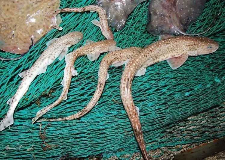 The small-spotted catshark, Scyliorhinus canicula, is one of the species that underwent the largest decline in the Adriatic Sea.© Giacomo Chato Osio, 2013