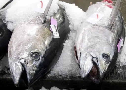 A new study advises fisheries managers to focus on environmental factors that affect fish stocks Photo: NOAA Fishwatch