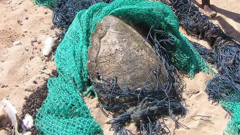 Ghostnets are a real threat to Australia’s turtles Photo: CSIRO