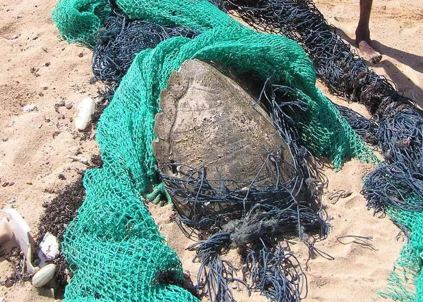 Ghostnets are a real threat to Australia’s turtles Photo: CSIRO