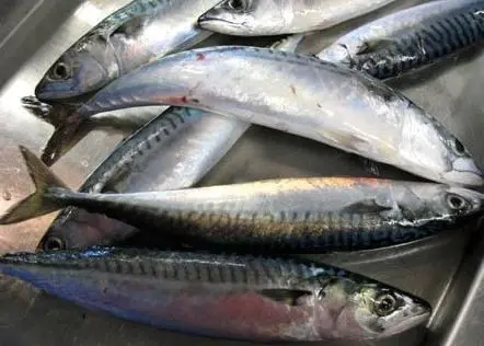 The MCS says mackerel is no longer in sustainable supply. Photo: NOAA Northeast Fisheries Science Center