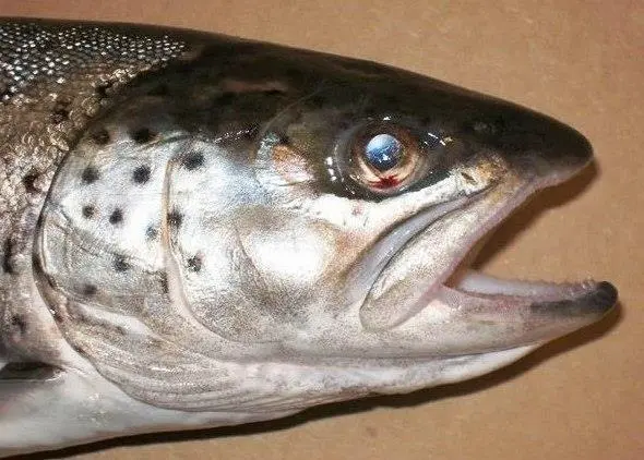 Vikenco has become the first European salmon processor to get BAP certified Photo: WDFW