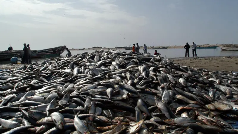Fish Market in Nouadhibou Harbour, Mauritania. Credit: Marco Carè/Marine Photobank