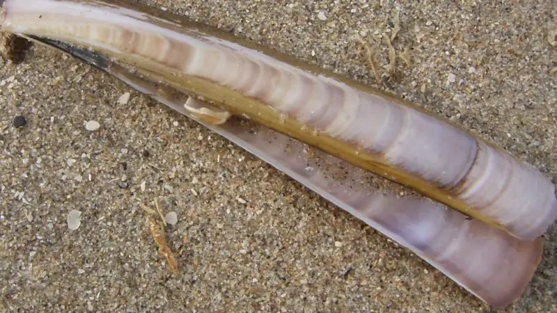 The small-scale razor clam (Ensis arcuatus) fishery operation in Ría de Pontevedra has been MSC certified