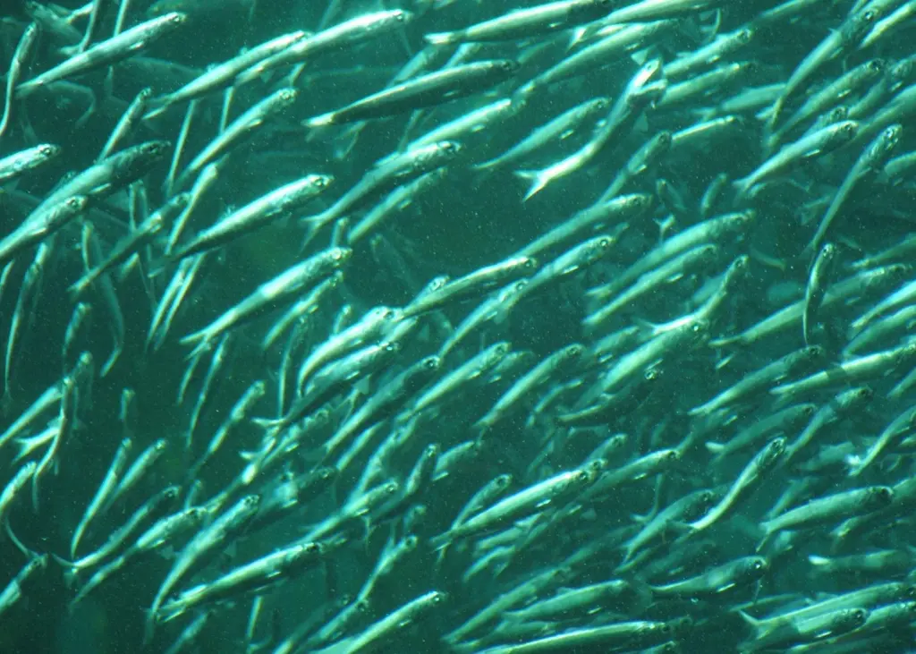 Anoperco has ensured that the sardine stock has recovered. Photo:Tewy