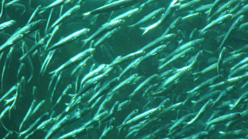 Anoperco has ensured that the sardine stock has recovered. Photo:Tewy