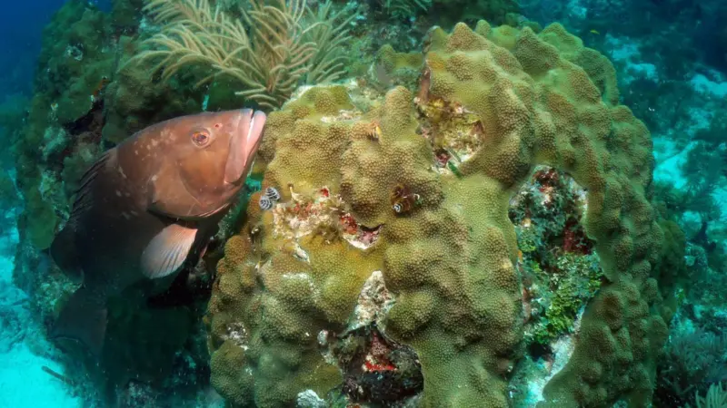 Populations of commercially important species like the red grouper increased in the Tortugas region following the closure of the Florida Keys National Marine Sanctuary's Tortugas Ecological Reserve. Credit: NOAA