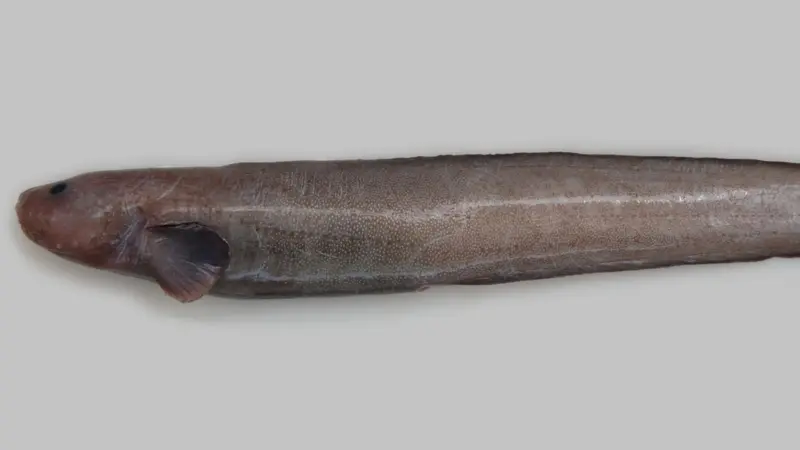 The newly discovered eelpout Photo: NIWA/University of Aberdeen