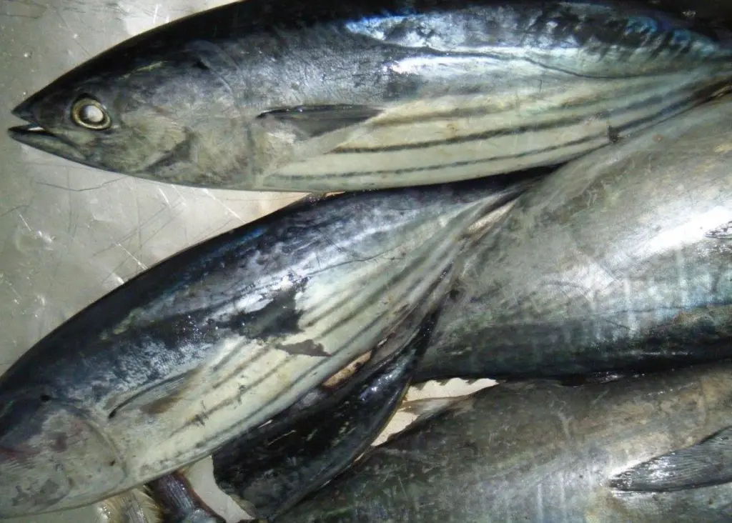 Pacifical tuna will be the second canned MSC certified product offered by NorgesGruppen