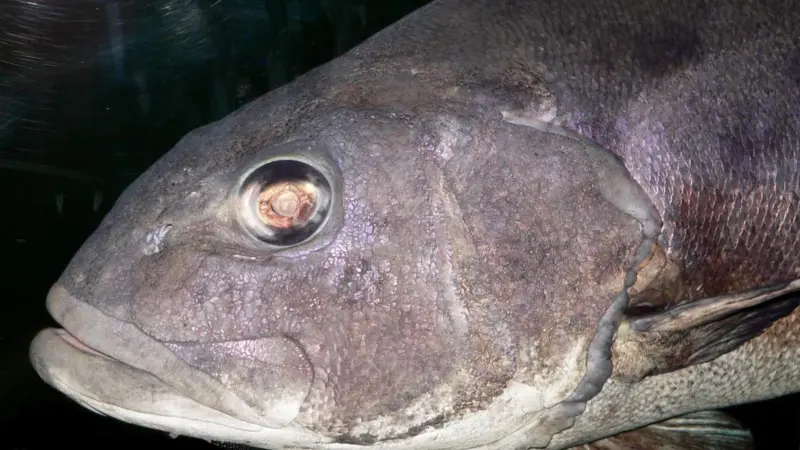 Gloria Maris' meagre, sea bream and sea bass have been certified sustainable. Photo: Stan Shebs