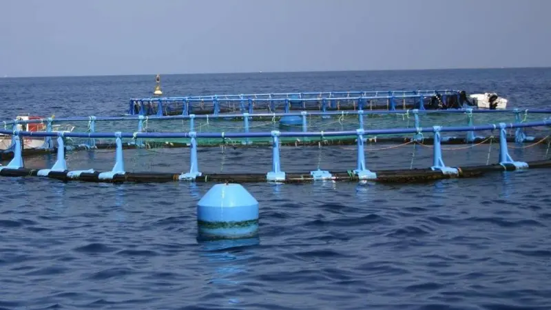 Spain will submit its Multi-Year Strategic Plan for Spanish Aquaculture by the end of this year © Magrama