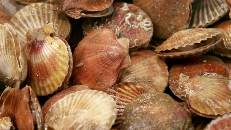 The scallop sector is the third most important to the UK fishing industry