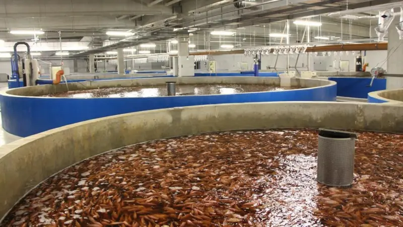 AquaMaof has developed technology for Industrial Recirculation Aquaculture Systems (RAS)