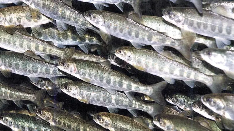 Salmon smolt. Credit: Frank Gregersen, © Nofima