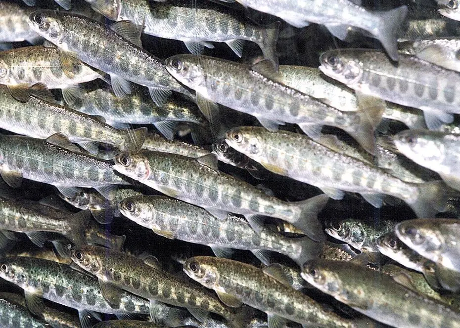 Salmon smolt. Credit: Frank Gregersen, © Nofima