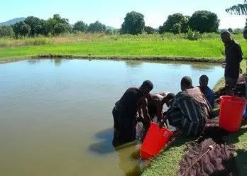 Fish farmer Ishamel Amadu and colleagues harvesting fish in Chingale, Malawi. Photo: WorldFish Center