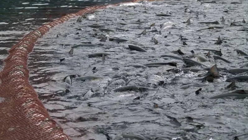 Mainstream Canada was “shaken and saddened” to discover a dead humpback at one of its farms. Credit: Mainstream Canada